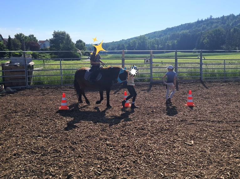 Polnisches Reitpony Mix Wallach 9 Jahre 132 cm Rappe in Neustetten