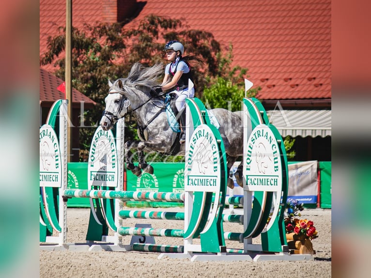 Polnisches Reitpony Wallach 9 Jahre 137 cm Schimmel in Ściborzyce