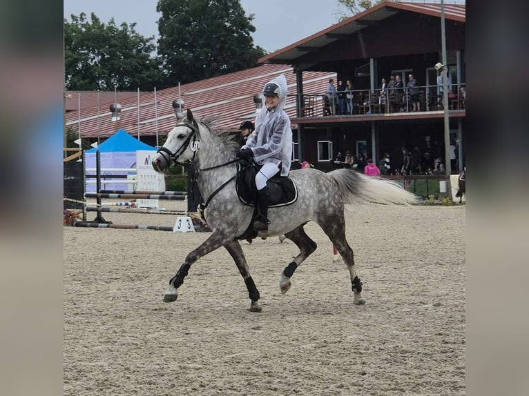 Polnisches Reitpony Wallach 9 Jahre 137 cm Schimmel in Ściborzyce