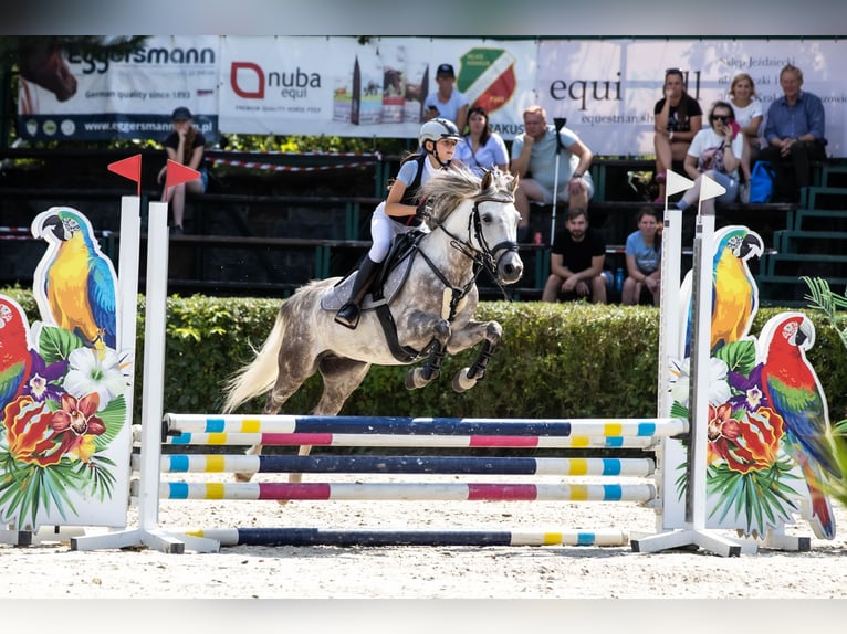 Polnisches Reitpony Wallach 9 Jahre 137 cm Schimmel in Ściborzyce