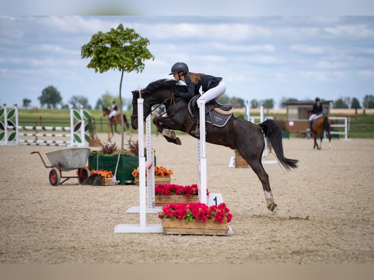 Polnisches Reitpony Wallach 9 Jahre 138 cm Rappe in Kuźnica Czarnkowska