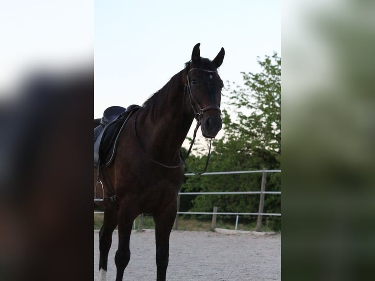 Polnisches Reitpony Wallach 9 Jahre 168 cm Dunkelbrauner in Gleisdorf