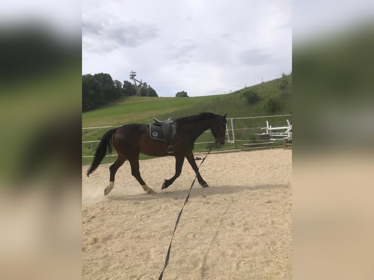 Polnisches Reitpony Wallach 9 Jahre 168 cm Dunkelbrauner in Gleisdorf