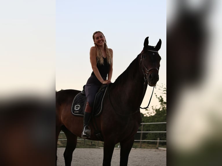 Polnisches Reitpony Wallach 9 Jahre 168 cm Dunkelbrauner in Gleisdorf