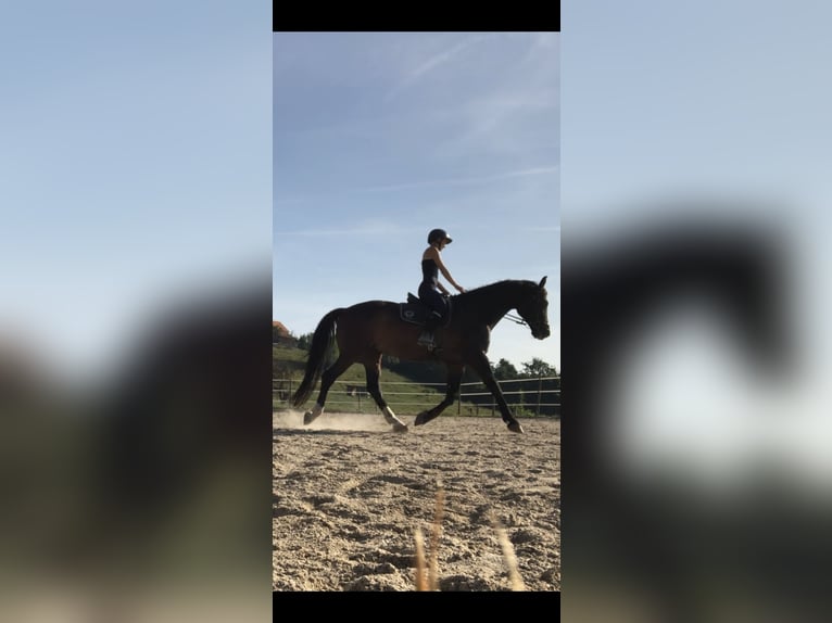 Polnisches Reitpony Wallach 9 Jahre 168 cm Dunkelbrauner in Gleisdorf
