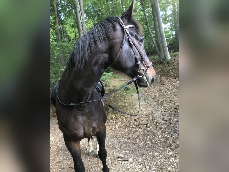 Polnisches Reitpony Wallach 9 Jahre 168 cm Dunkelbrauner in Gleisdorf