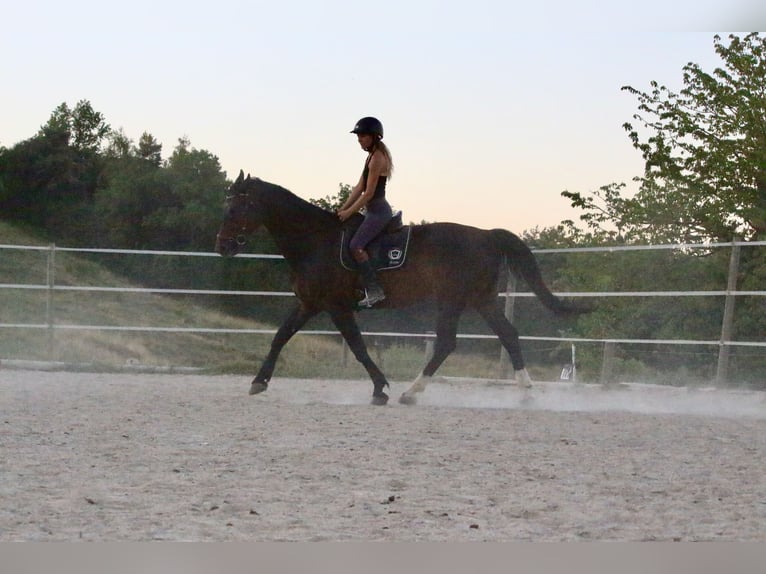 Polnisches Reitpony Wallach 9 Jahre 168 cm Dunkelbrauner in Gleisdorf