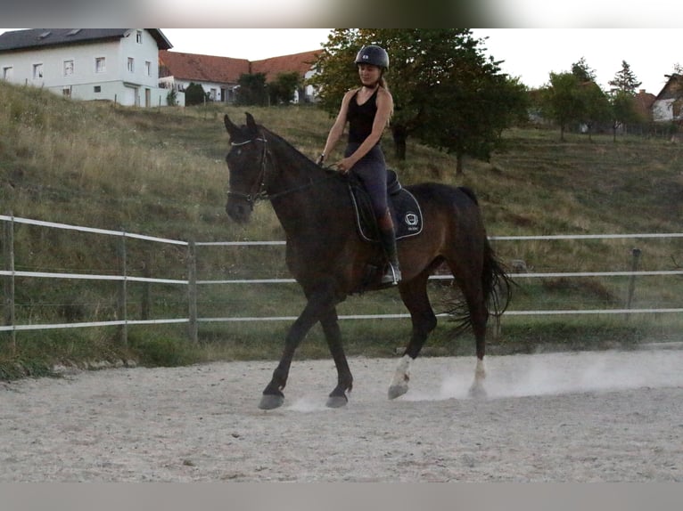 Polnisches Reitpony Wallach 9 Jahre 168 cm Dunkelbrauner in Gleisdorf