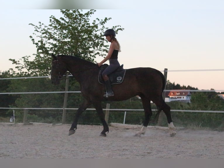 Polnisches Reitpony Wallach 9 Jahre 168 cm Dunkelbrauner in Gleisdorf