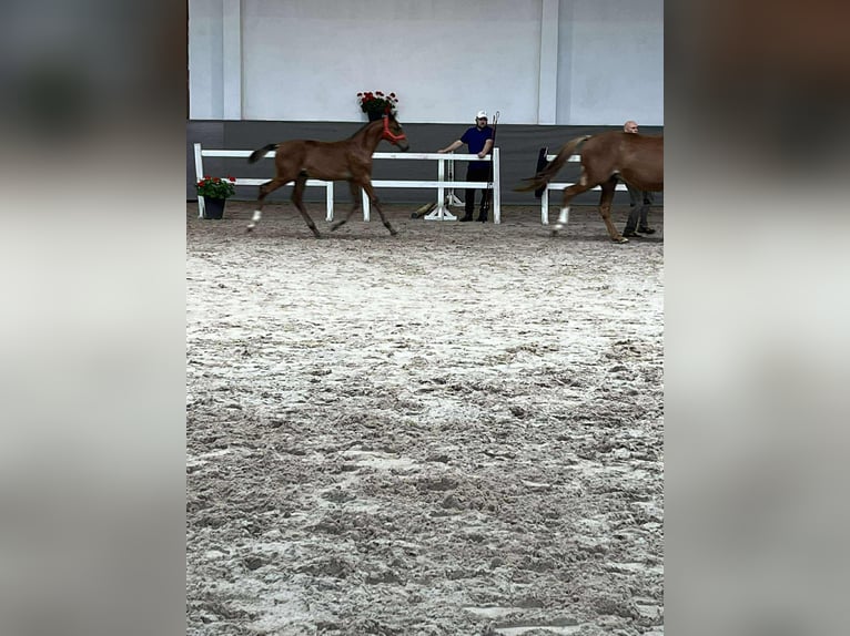 Polnisches Sportpferd Hengst 1 Jahr 140 cm Brauner in Chodów