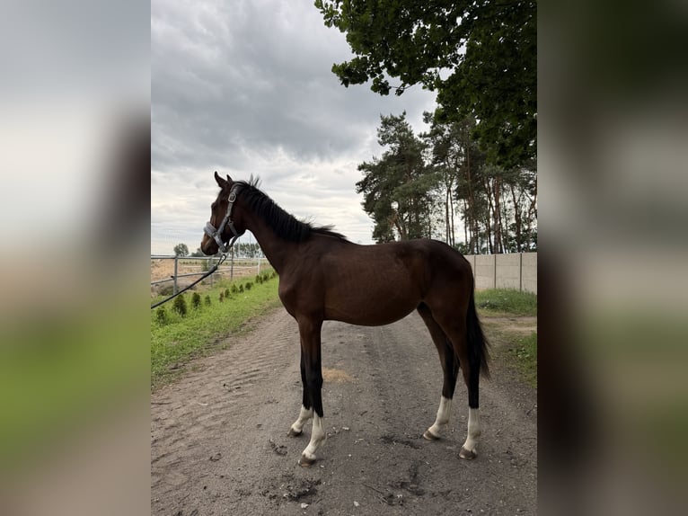 Polnisches Sportpferd Hengst 1 Jahr 142 cm Rotbrauner in Dzięczyna