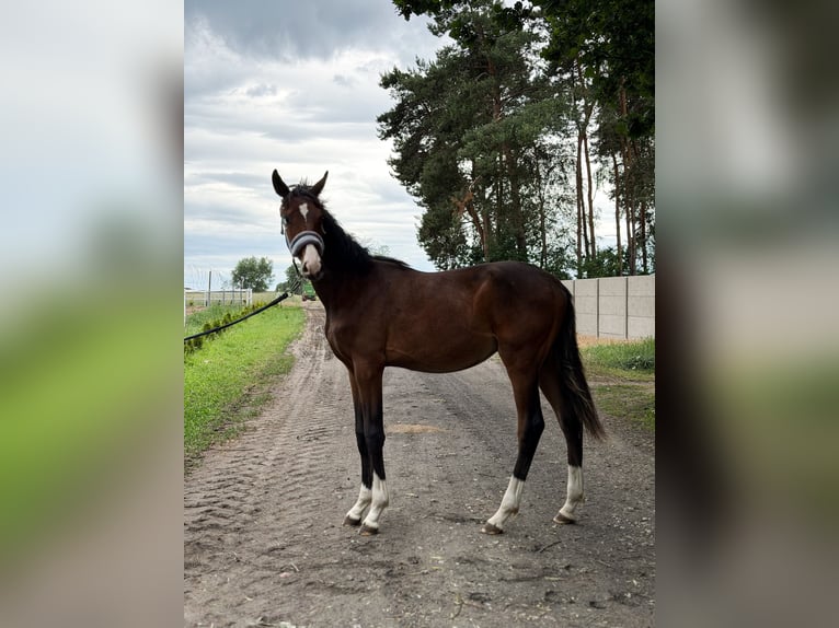Polnisches Sportpferd Hengst 1 Jahr 142 cm Rotbrauner in Dzięczyna