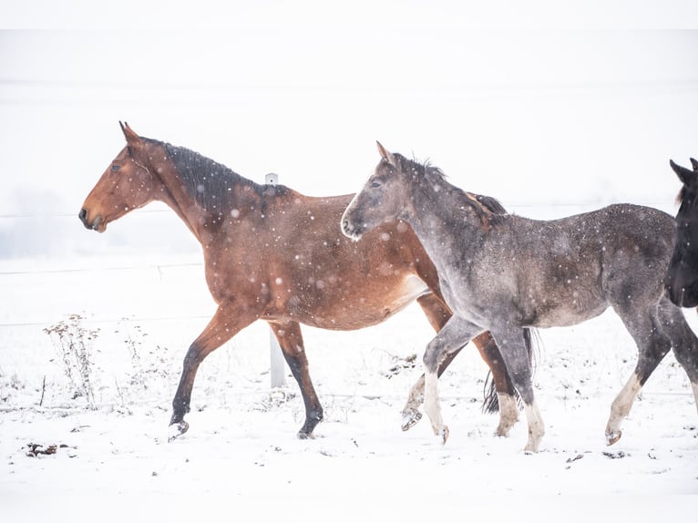 Polnisches Sportpferd Hengst 1 Jahr 142 cm Schimmel in Helenów