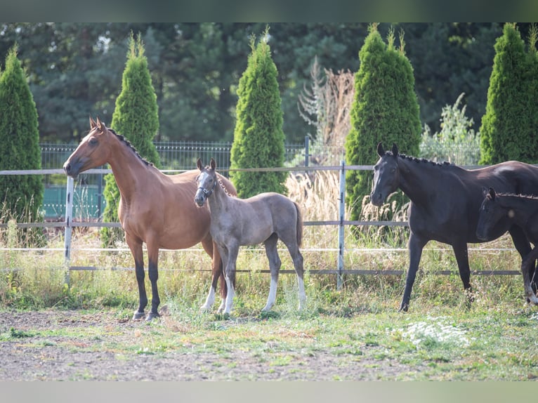 Polnisches Sportpferd Hengst 1 Jahr 142 cm Schimmel in Helenów