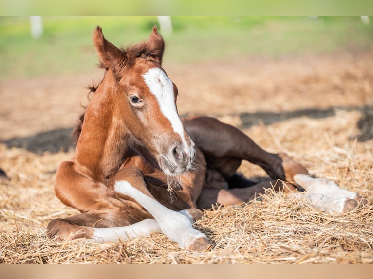 Polnisches Sportpferd Hengst 1 Jahr 142 cm Schimmel in Helenów