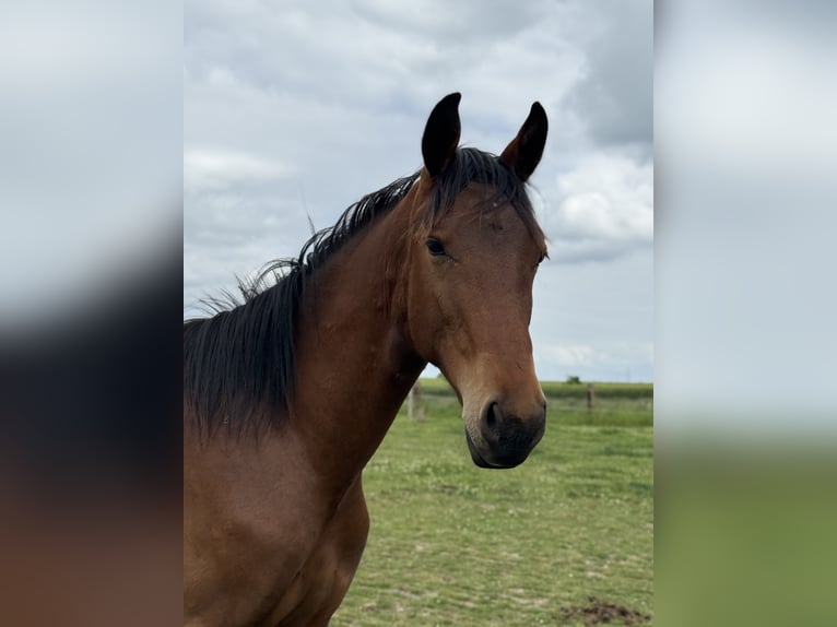 Polnisches Sportpferd Hengst 1 Jahr 153 cm Brauner in Oborzany