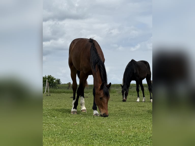 Polnisches Sportpferd Hengst 1 Jahr 153 cm Brauner in Oborzany