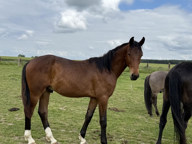 Polnisches Sportpferd Hengst 1 Jahr 153 cm Brauner in Oborzany