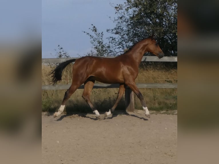 Polnisches Sportpferd Hengst 1 Jahr 155 cm Brauner in koluszki