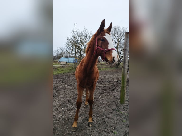 Polnisches Sportpferd Hengst 1 Jahr 155 cm Fuchs in Gorzów Wielkopolski
