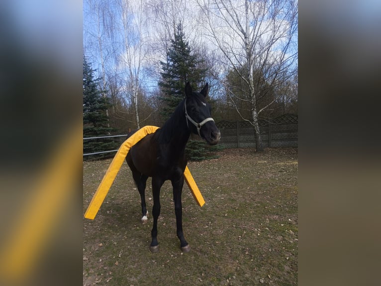 Polnisches Sportpferd Hengst 1 Jahr 155 cm Schimmel in Henryszew