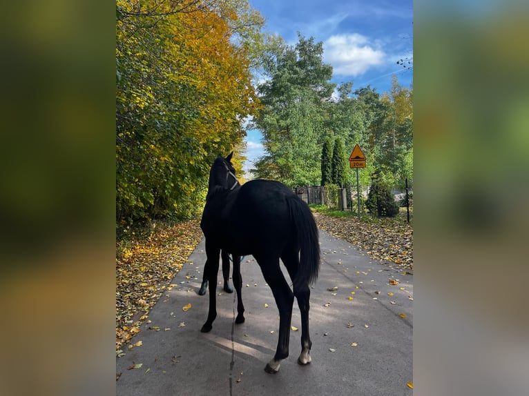 Polnisches Sportpferd Hengst 1 Jahr 155 cm Schimmel in Henryszew