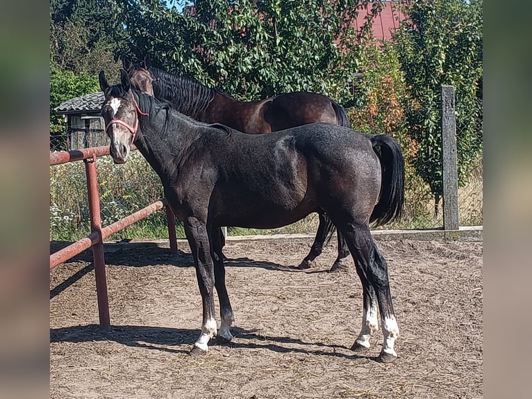 Polnisches Sportpferd Hengst 1 Jahr 156 cm Schimmel in Kiermozia
