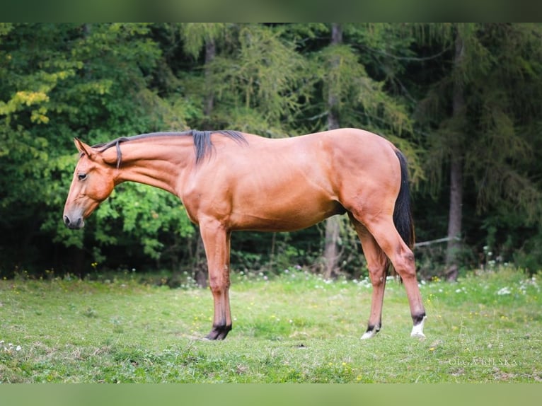 Polnisches Sportpferd Hengst 1 Jahr 160 cm Rotbrauner in Witowice Dolne