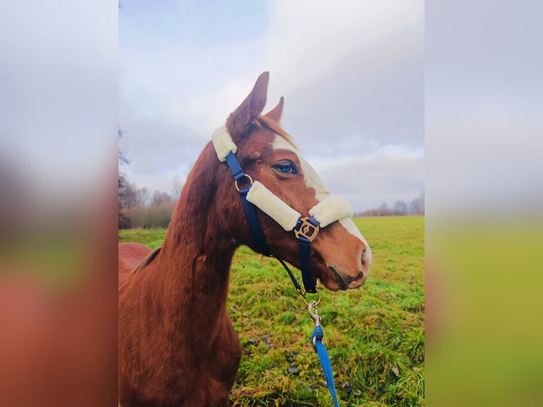 Polnisches Sportpferd Hengst 1 Jahr 165 cm Fuchs in Wolsztyn
