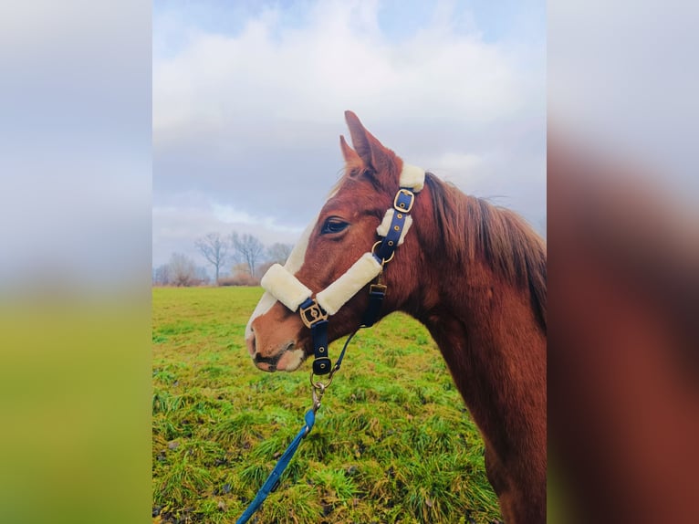 Polnisches Sportpferd Hengst 1 Jahr 165 cm Fuchs in Wolsztyn