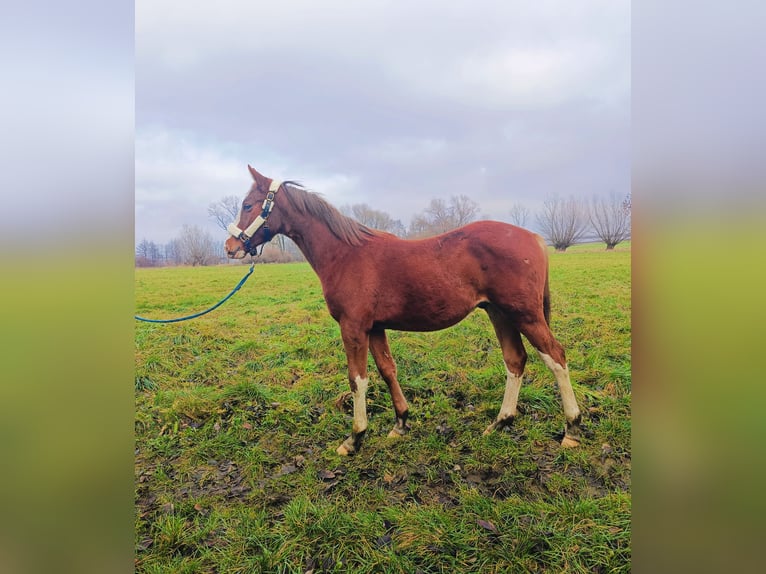 Polnisches Sportpferd Hengst 1 Jahr 165 cm Fuchs in Wolsztyn