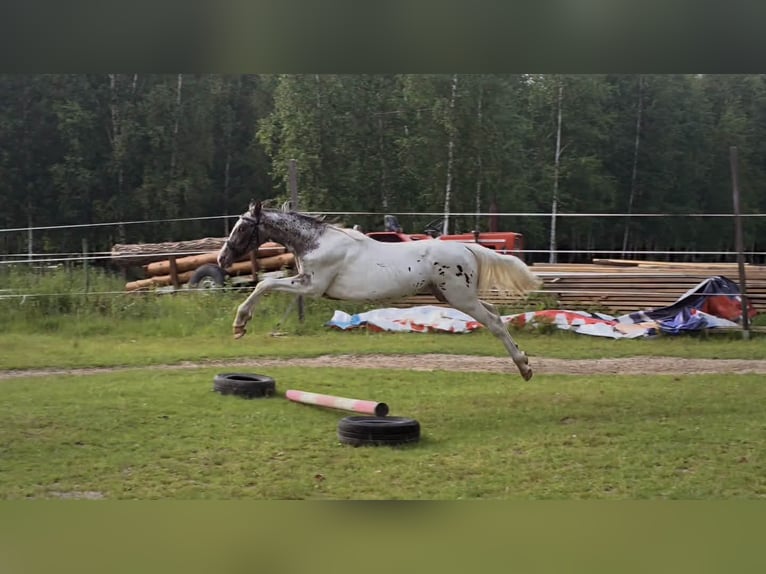 Polnisches Sportpferd Hengst 1 Jahr 165 cm Tigerschecke in Bryzgów