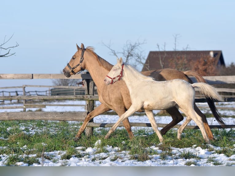 Polnisches Sportpferd Hengst 1 Jahr 167 cm Cremello in Piecowice