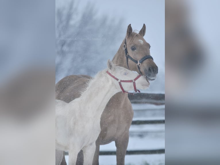 Polnisches Sportpferd Hengst 1 Jahr 167 cm Cremello in Piecowice
