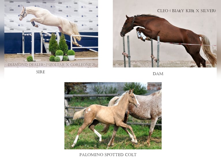 Polnisches Sportpferd Hengst 1 Jahr 167 cm Palomino in Piecowice