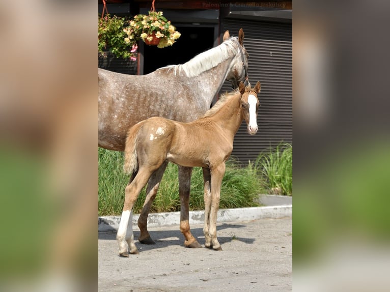Polnisches Sportpferd Hengst 1 Jahr 167 cm Palomino in Piecowice
