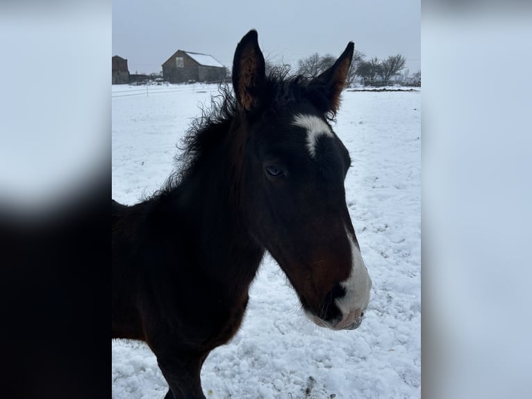 Polnisches Sportpferd Hengst 1 Jahr 168 cm Dunkelbrauner in Inowrocław