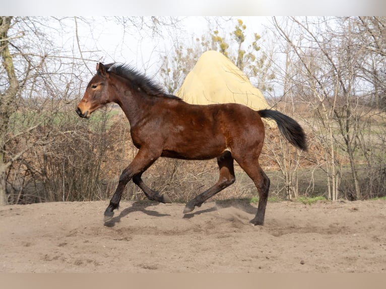 Polnisches Sportpferd Hengst 1 Jahr 171 cm Brauner in Wińsko