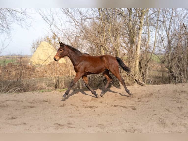 Polnisches Sportpferd Hengst 1 Jahr 171 cm Brauner in Wińsko