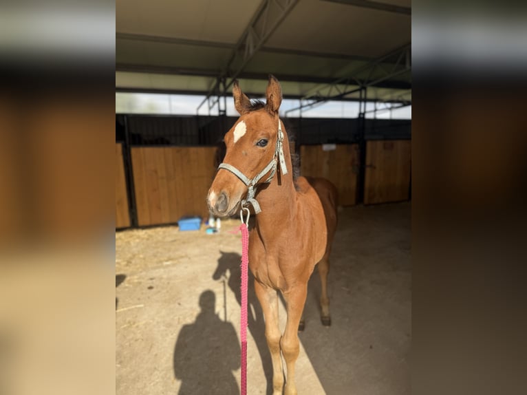 Polnisches Sportpferd Hengst 1 Jahr 175 cm Brauner in Gniezno