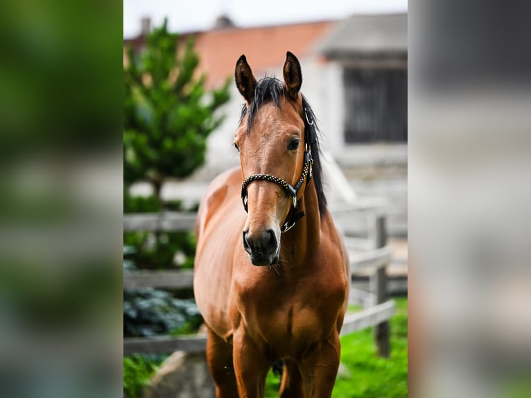 Polnisches Sportpferd Hengst 1 Jahr Brauner in OSTRÓW WIELKOPOLSKI