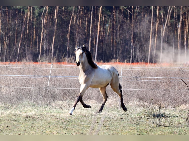 Polnisches Sportpferd Hengst 1 Jahr Buckskin in Poznań