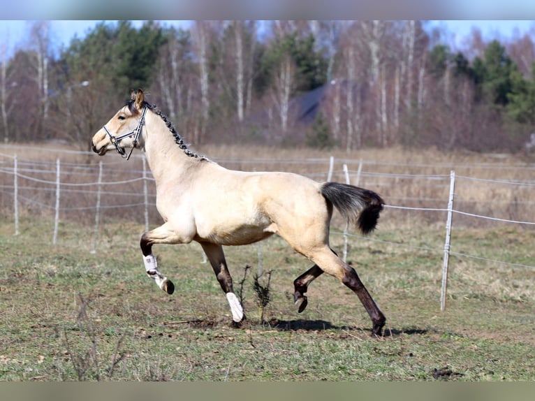Polnisches Sportpferd Hengst 1 Jahr Buckskin in Poznań