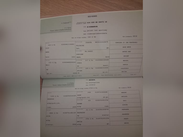 Polnisches Sportpferd Hengst 1 Jahr Buckskin in Poznań