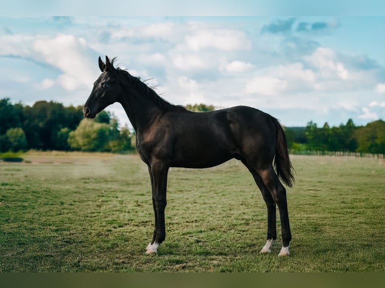 Polnisches Sportpferd Hengst 1 Jahr Rappe in Olszanka