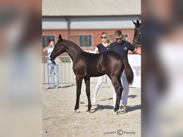 Polnisches Sportpferd Hengst 1 Jahr Rappe in Olszanka
