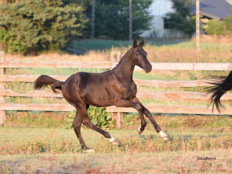 Polnisches Sportpferd Hengst 1 Jahr Rappe in Olszanka