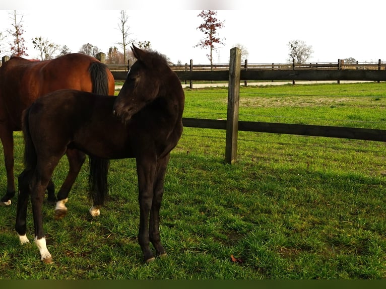 Polnisches Sportpferd Hengst 1 Jahr Rappe in Serock