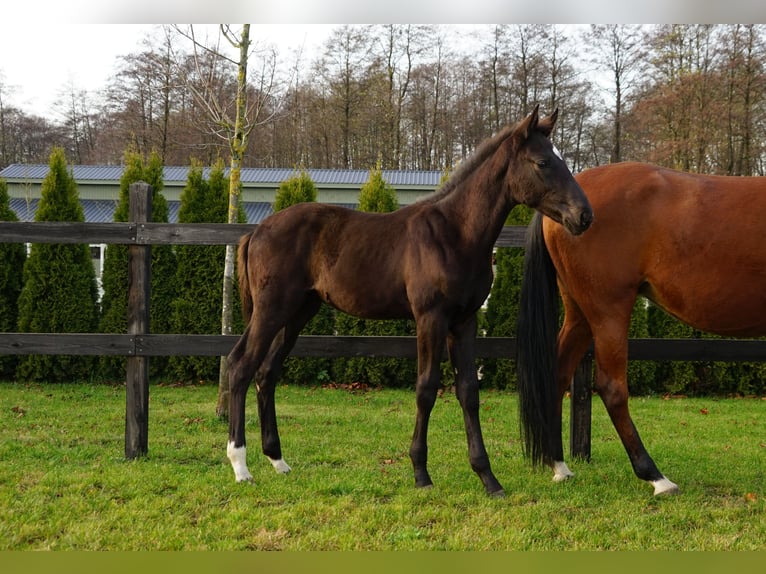 Polnisches Sportpferd Hengst 1 Jahr Rappe in Serock