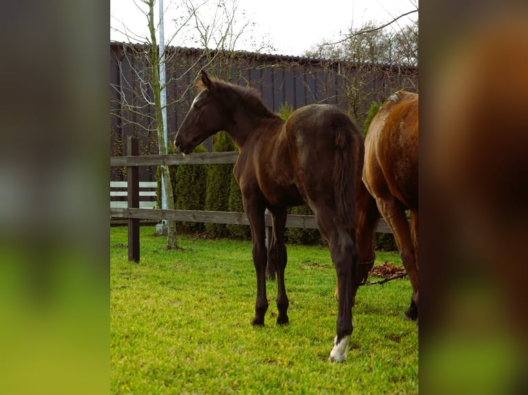 Polnisches Sportpferd Hengst 1 Jahr Rappe in Serock